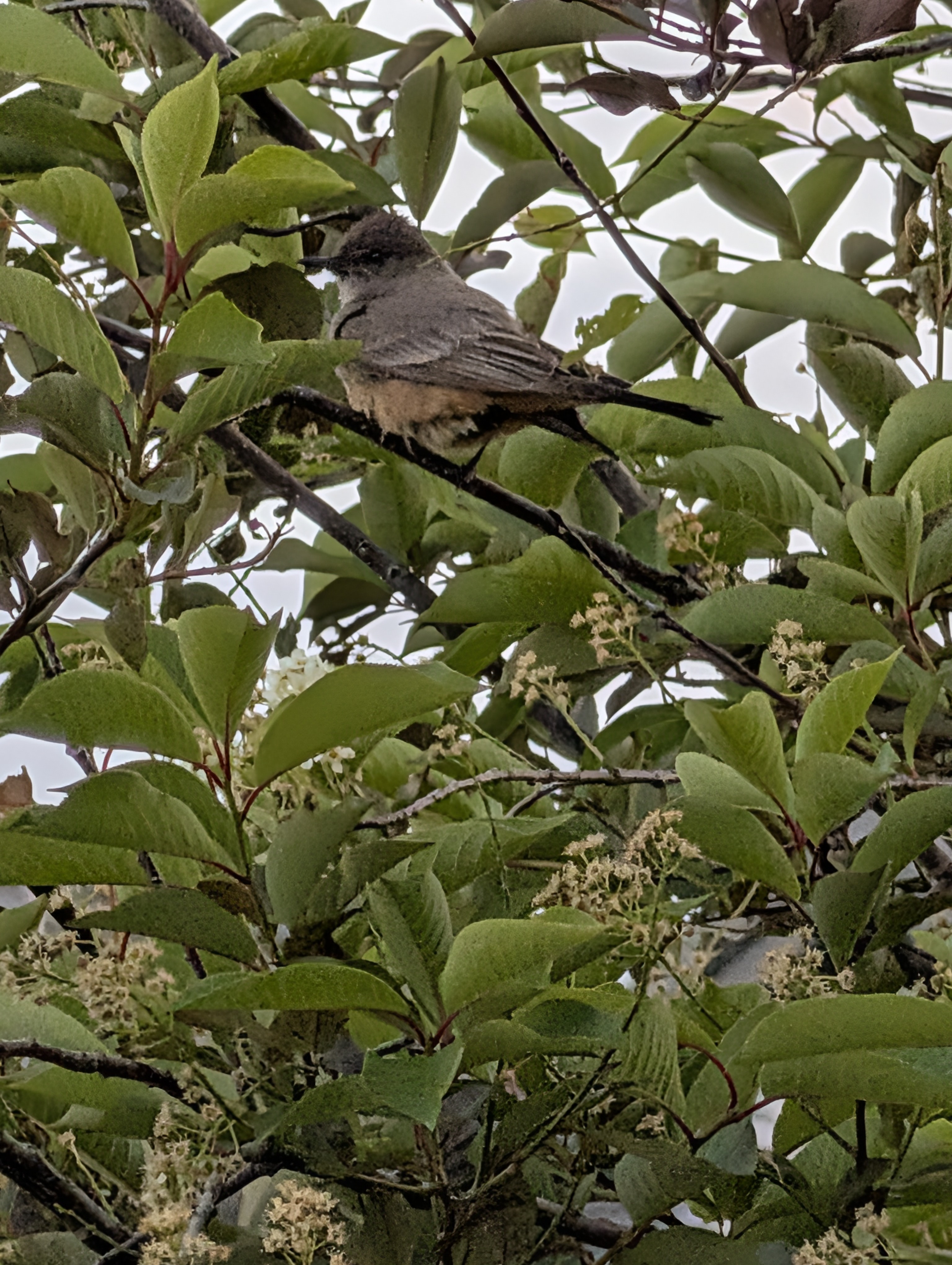 Say's Phoebe Bird, Morrison, Colorado
